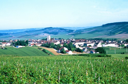 Vineyards in Auxerre Burgundy